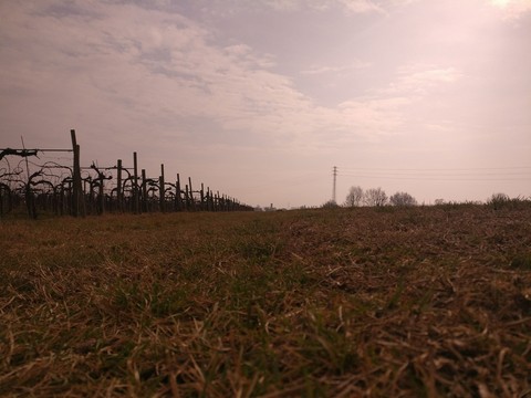 Campagna veneta
