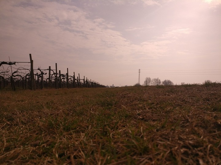 Campagna veneta