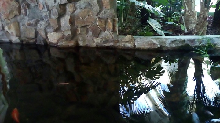 tropical + water