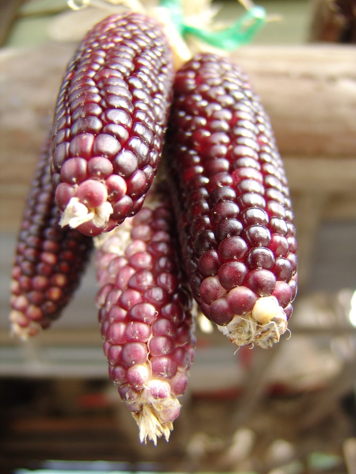 Corn