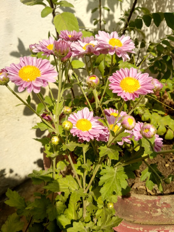 flower