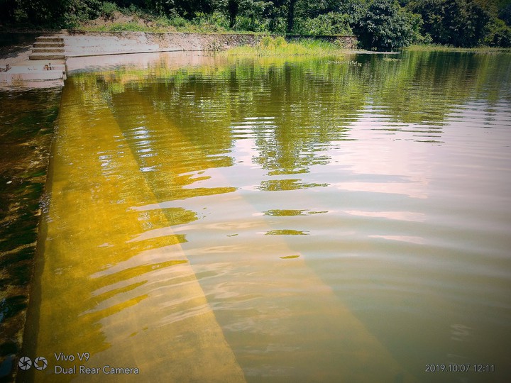 typical pond