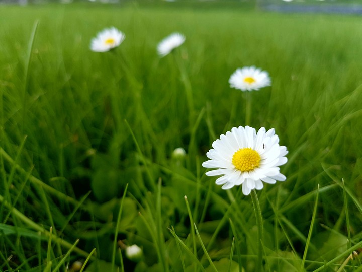 Daisy