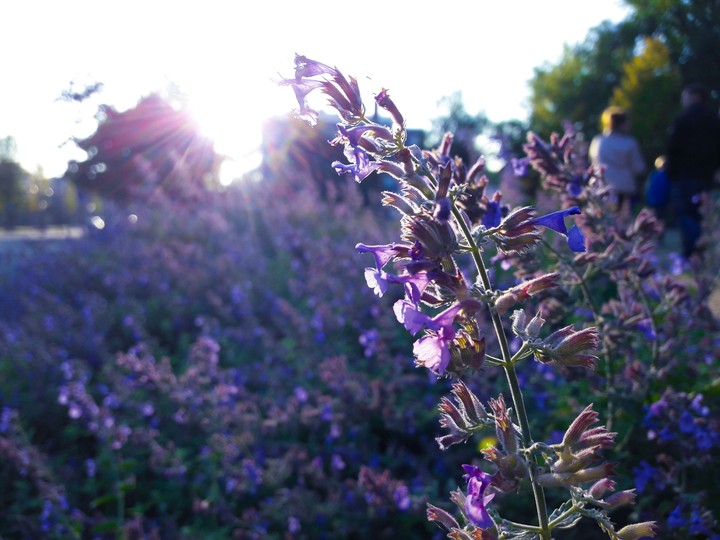 Lavender
