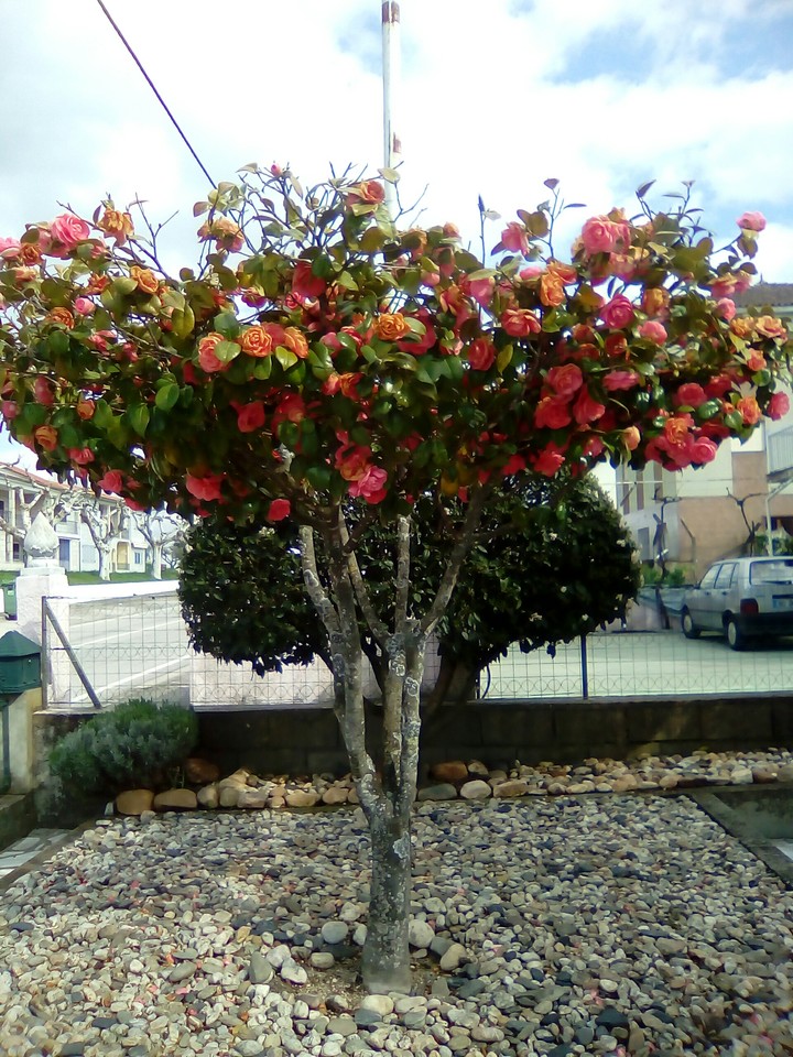 flores