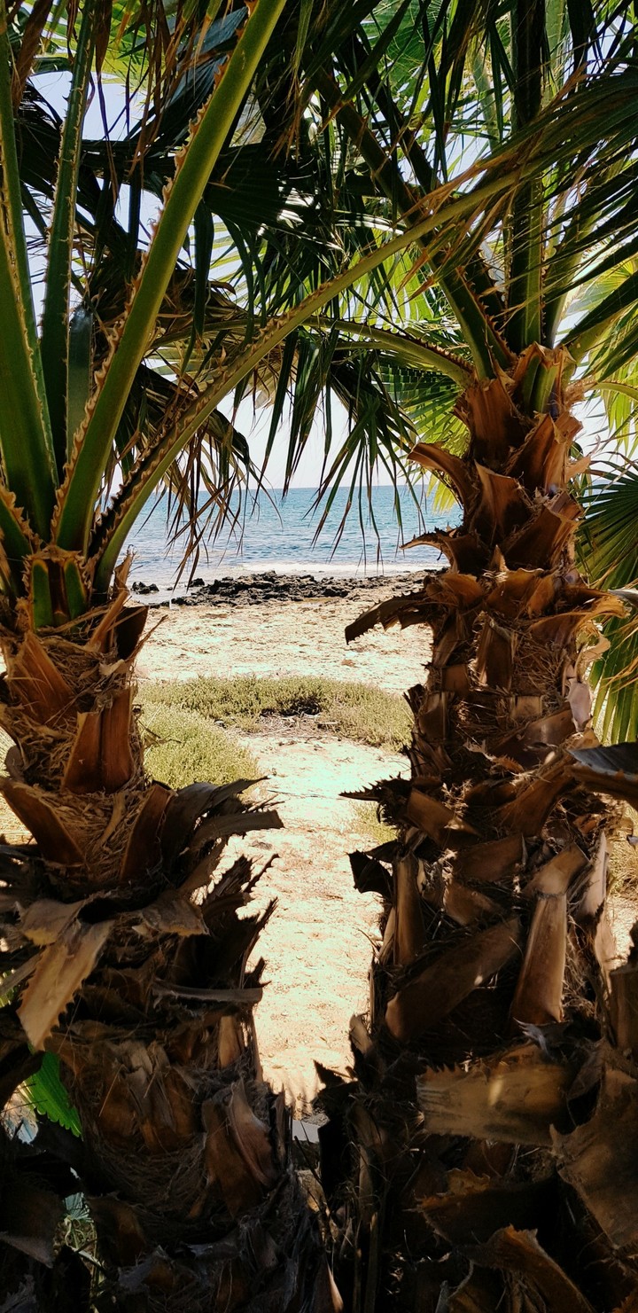 Palms trees