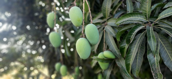 mango
