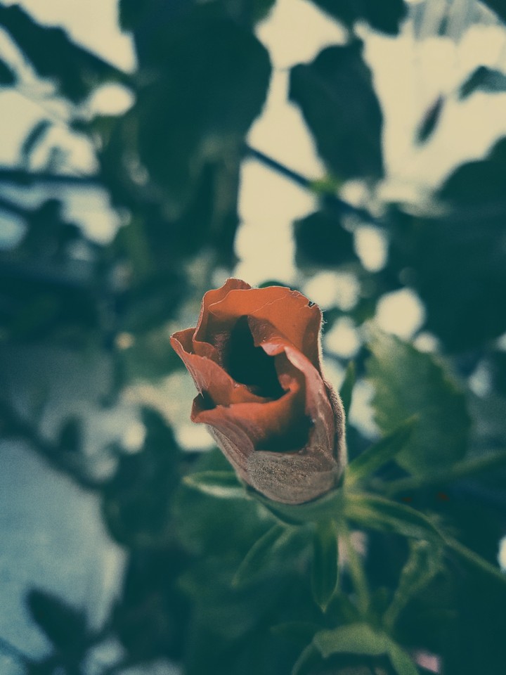 the rose