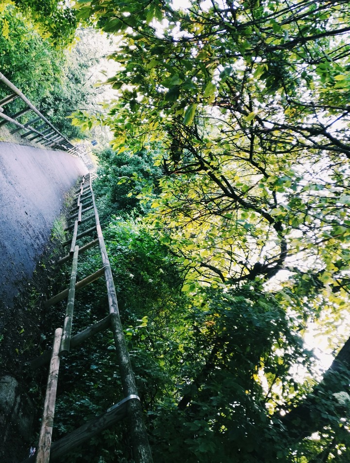 Urban jungle