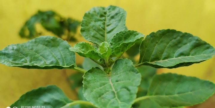 Tulsi