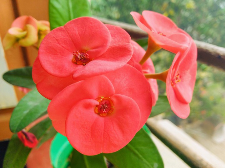 flower