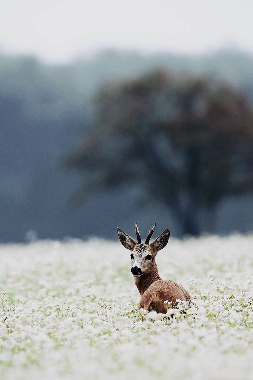 Deer