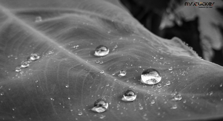 after a little rain a few drops of water stayed on arum leaf