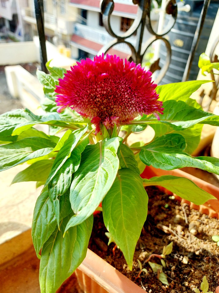 velvet flower