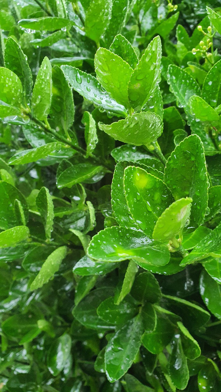늘푸른(evergreen)