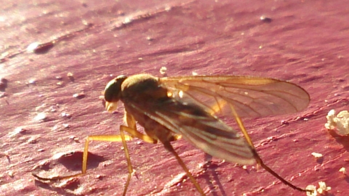 Insect