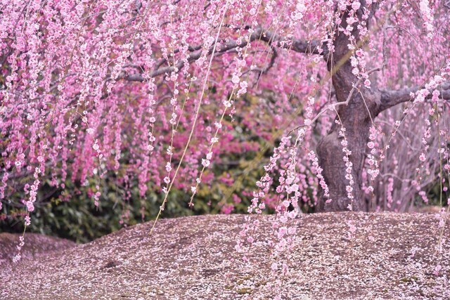spring