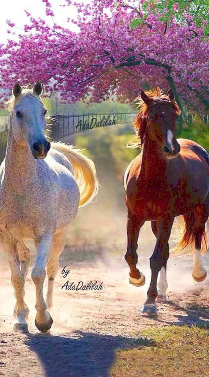 cavalo