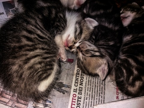 шпалери gatto, cute