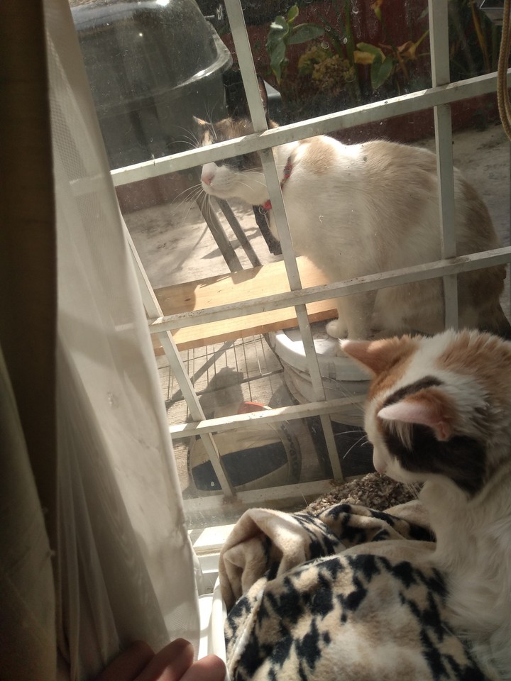 sisters cats