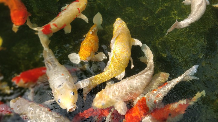 fish