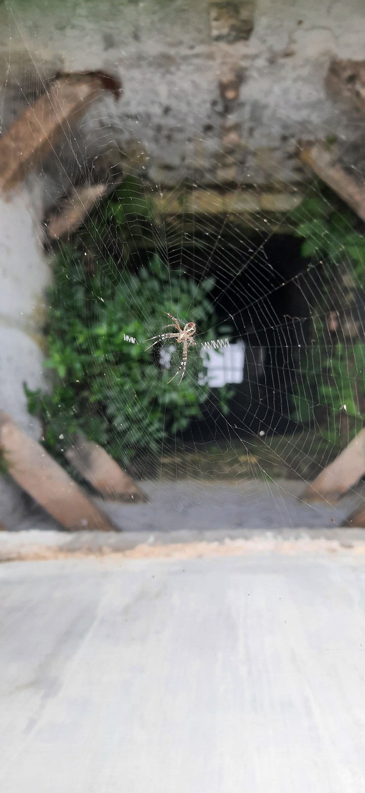 Spider