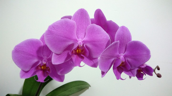 orchid