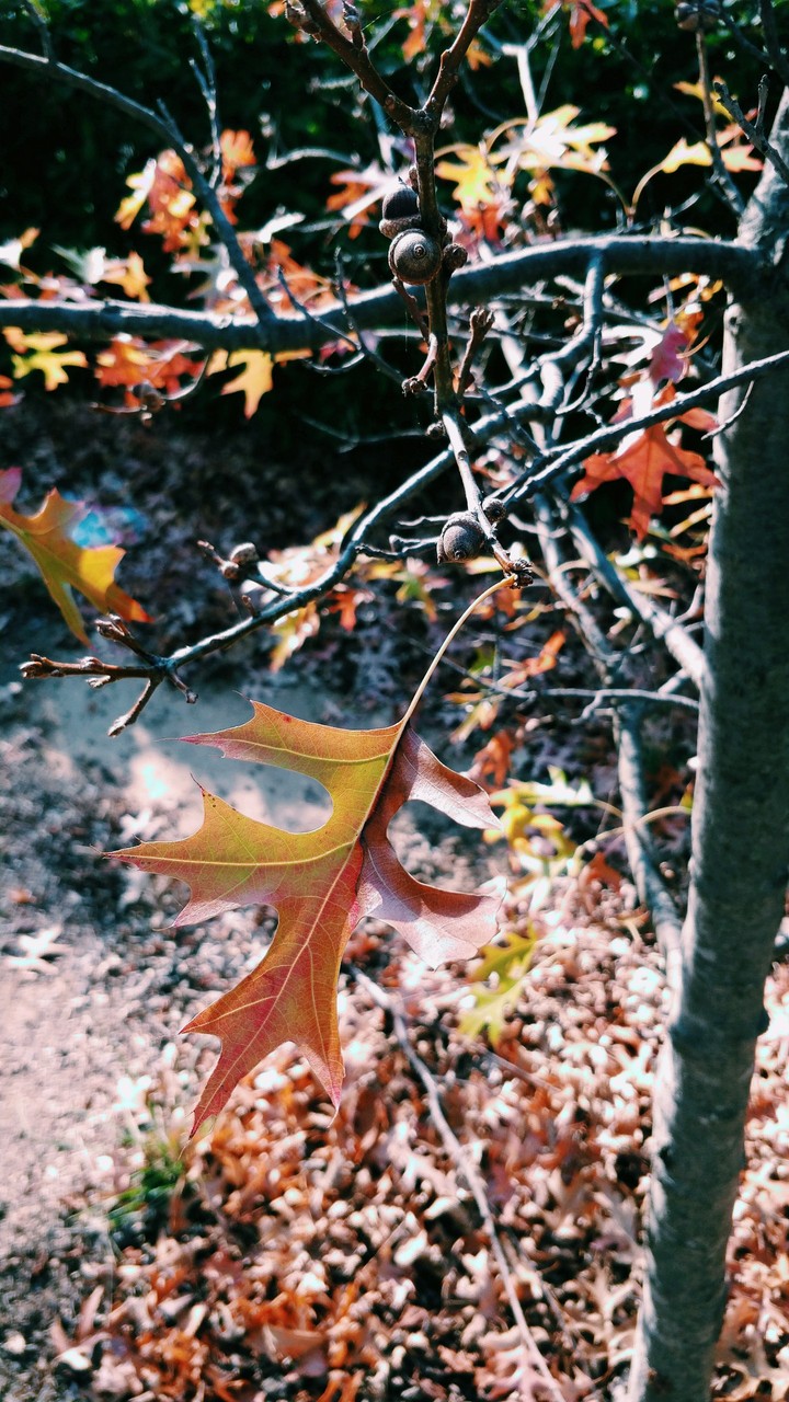 Fall is beautiful