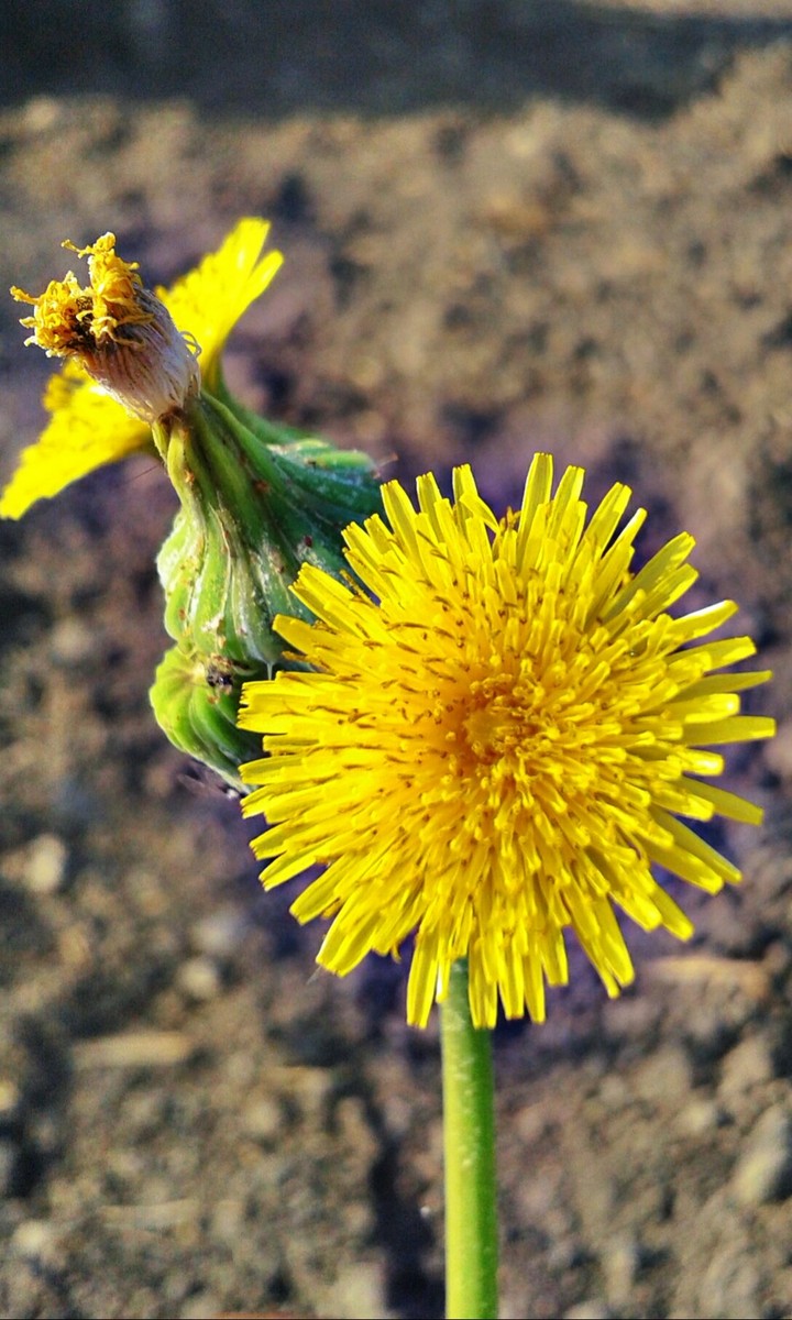 yellow flowers