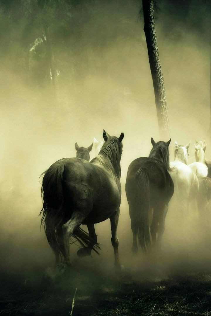 Horse