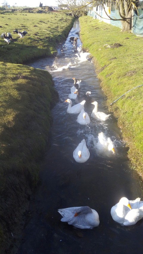 Wasser