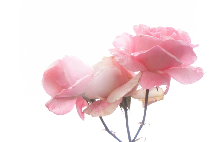 Roses