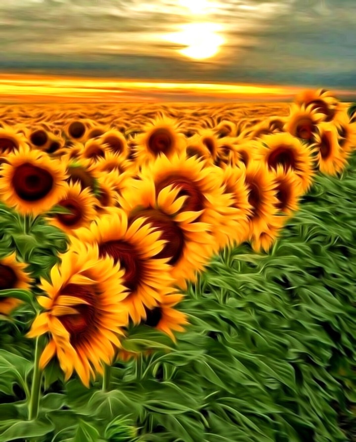 sunflower