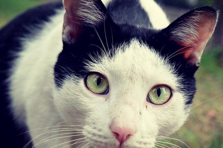 cats rule the world