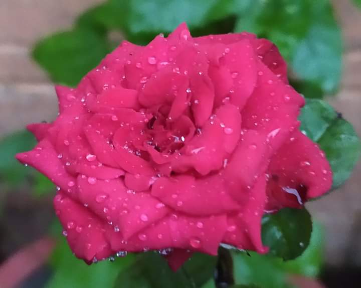 rose