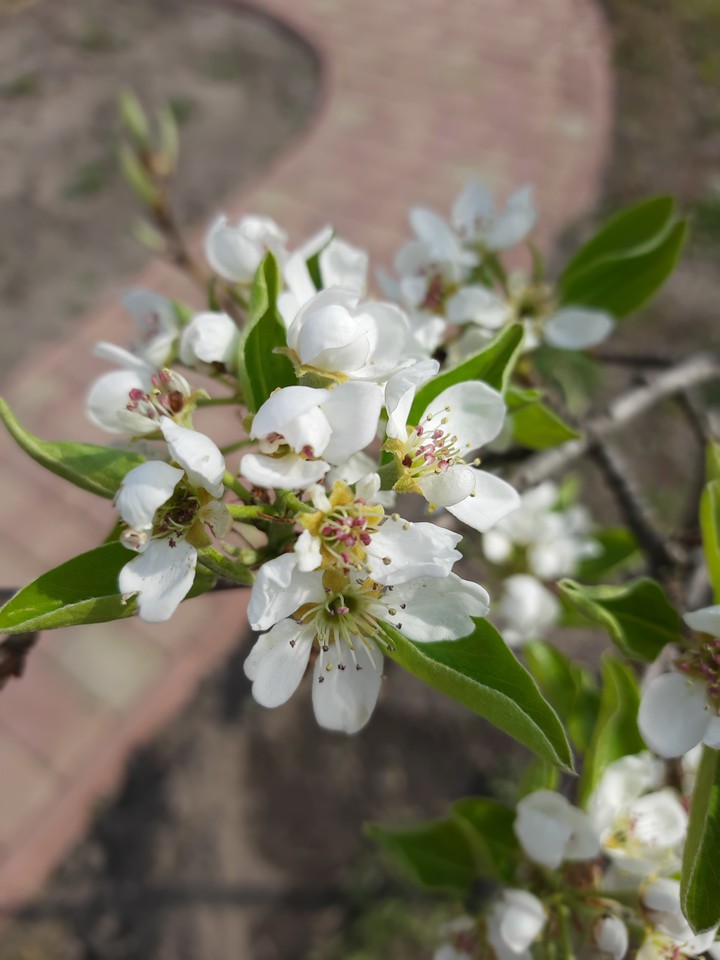 spring