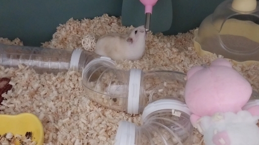 뭉치