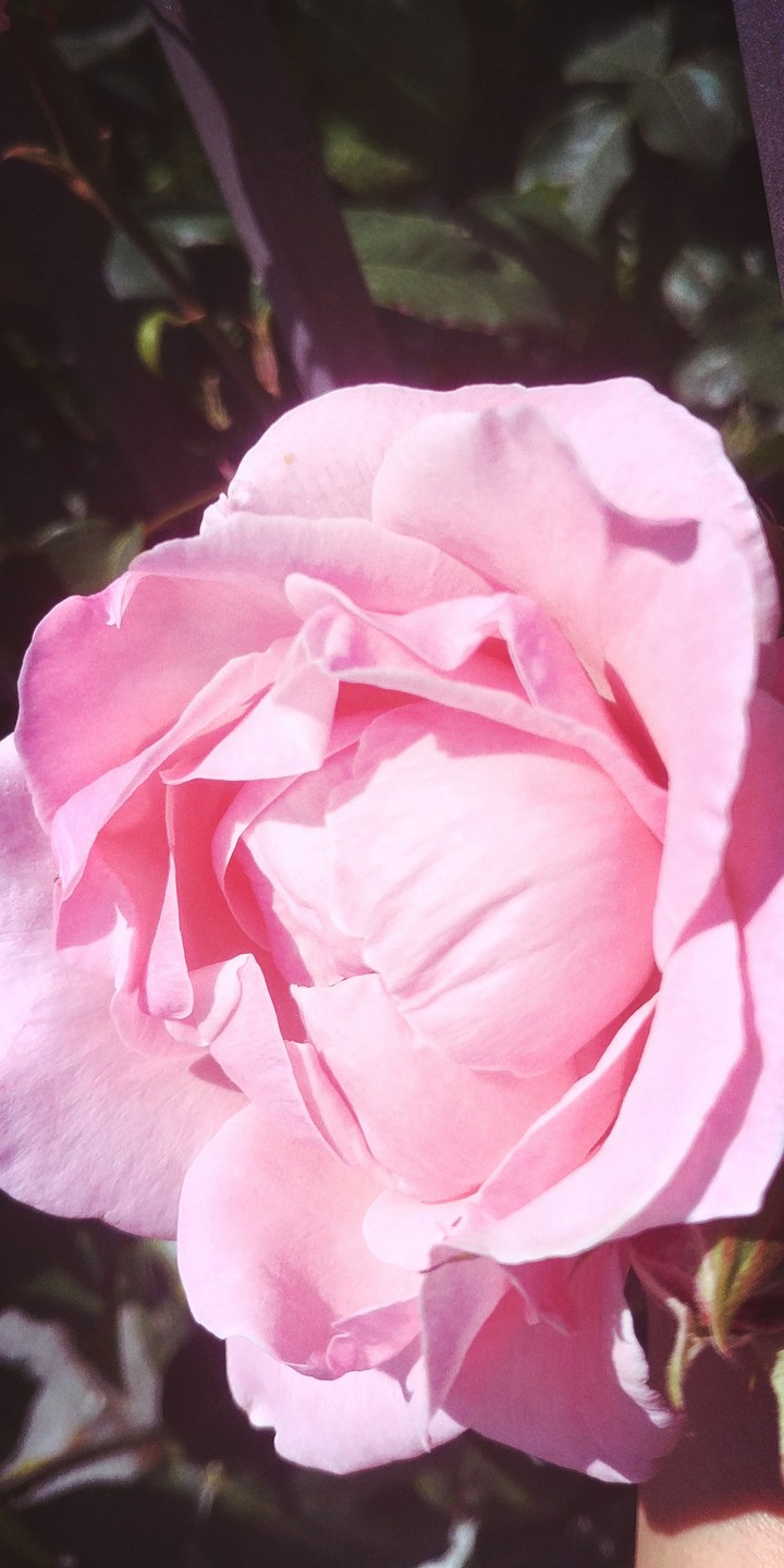 pink rose