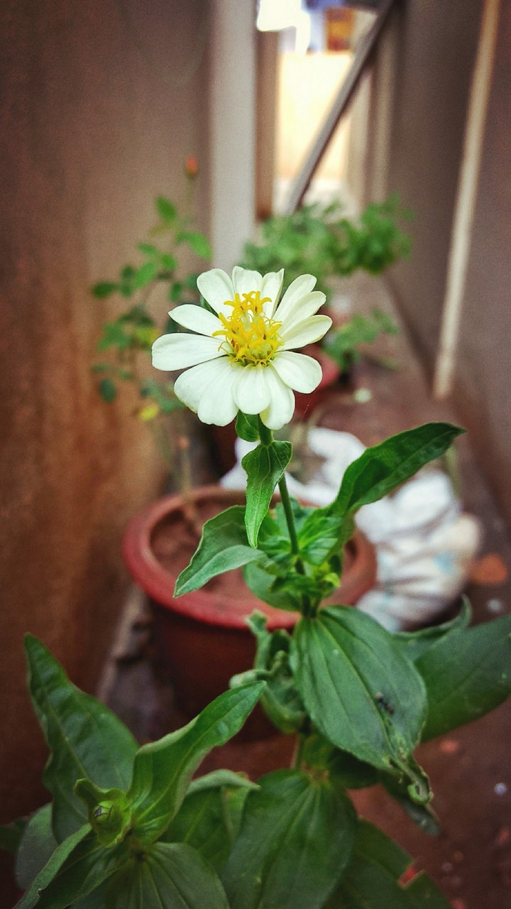 where flowers bloom so does hope - Lady Bird Johnson