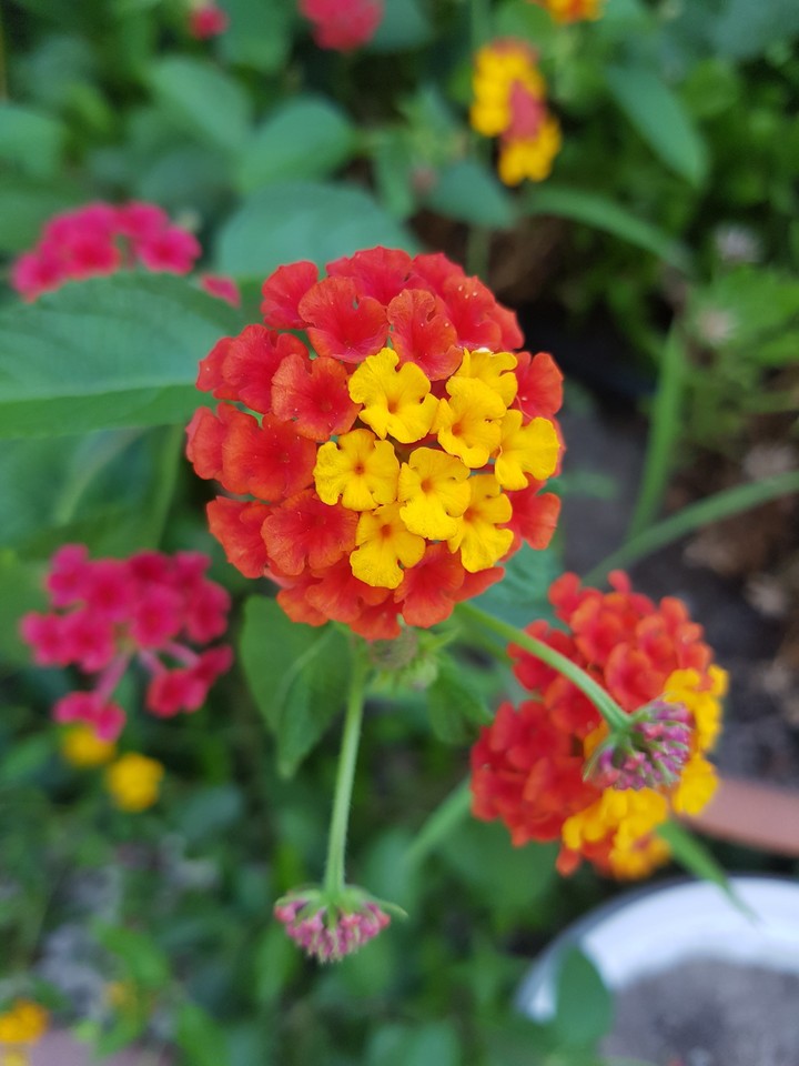 Flowers