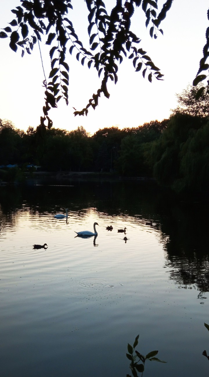 evening