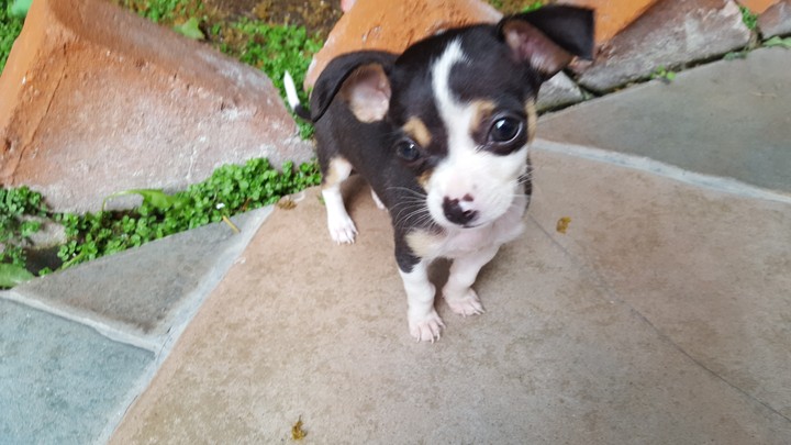Chihuahua Baby