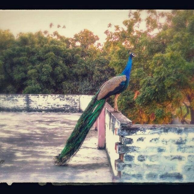 Peacock
