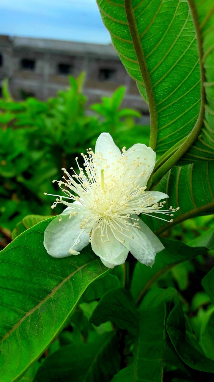 Gauva flower