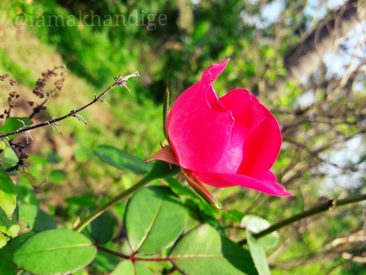 cute little pink rose