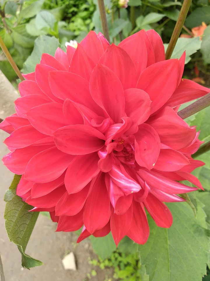 Red flower