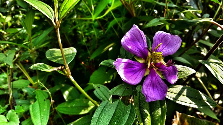 Flower
