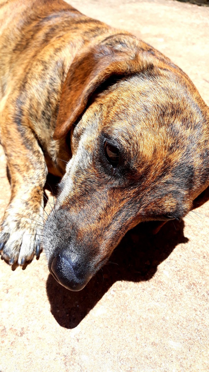 Dog
