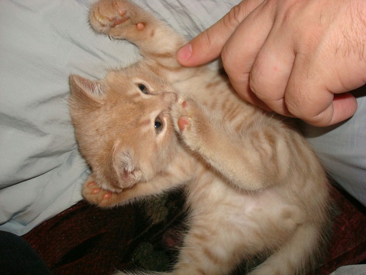 коты