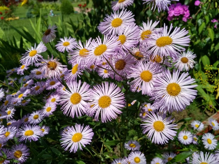 dasies